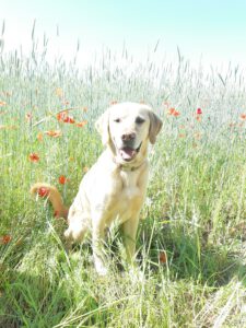 Cody der Labrador