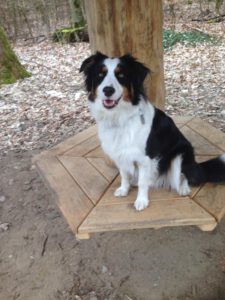 Belle Border Collie (5 Jahre alt)